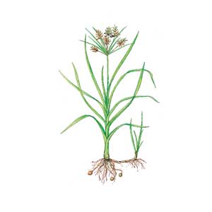 Yellow nutsedge