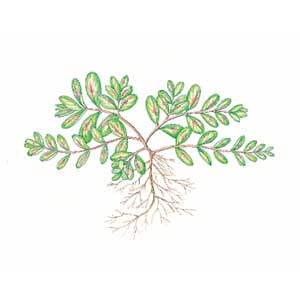 Spotted spurge