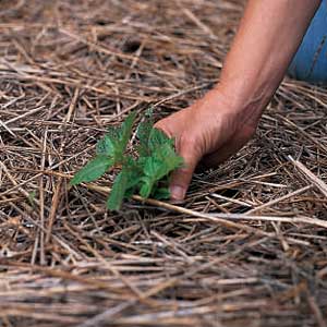smother with mulch