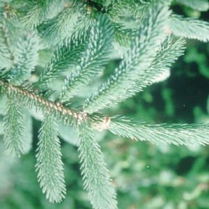 White Spruce