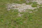 a lawn damaged by grass-eating grubs