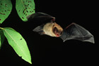 North American Bats