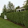 privet hedge