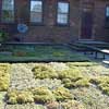an example of a green roof