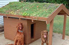 green roof on doghouse