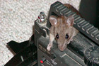 rat