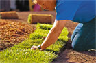 laying sod on a new lawn