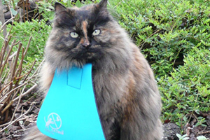 dog murphy bed, cat tent, ferret repellent spray