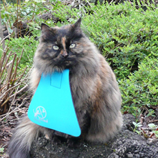 dog murphy bed, cat tent, ferret repellent spray