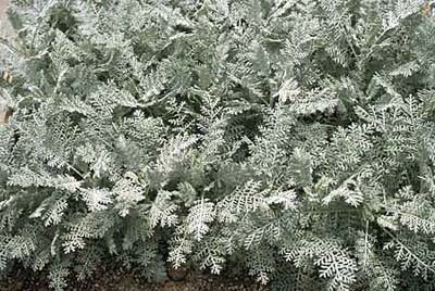 Dusty Miller