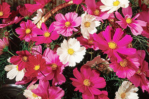 Cosmos
