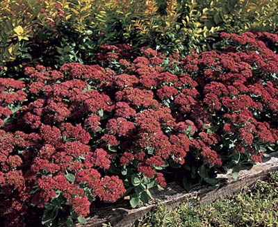 Sedum 'Autumn Joy'