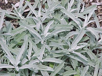Silver Artemisias 