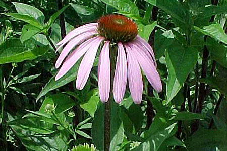 purple coneflower