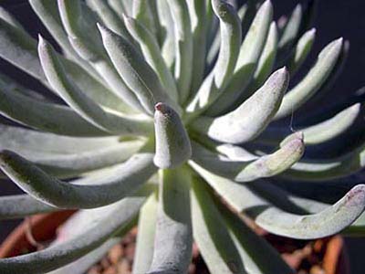 Ladies Fingers (Dudleya edulis)