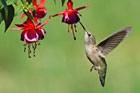 hummingbird and red columbine