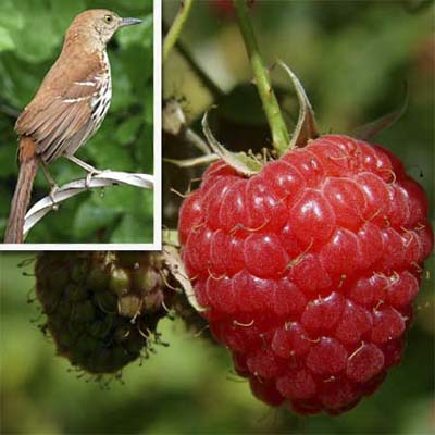 the perennial american red raspberry will draw thrashers, robins, Cedar Waxwings, mockingbirds, wrens, flickers, and other fruit-eating birds