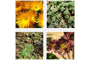 Succulents
