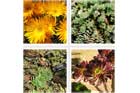 Succulents