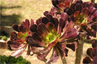Succulents
