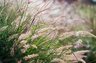 Grasses
