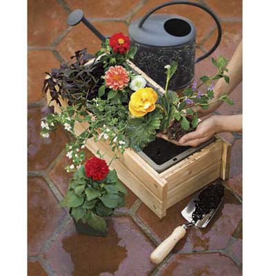 midsummer plants: dahlia, tuberous begonia, fan flower, bacopa, sweet potato vine