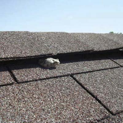 toad sticking out from between roof shingles