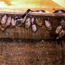 Home Inspection Nightmares 13