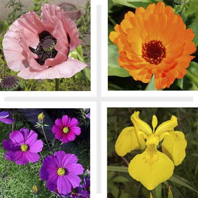fast-growing plants for a cutting garden