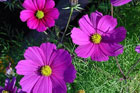 15 Fast Growers for Mom's Cutting Garden