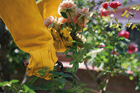 person in work gloves pruning a rose bush