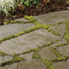 stepping plants for groundcover