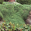groundcover for full sun exposure