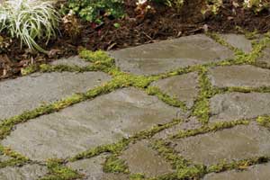 stepping plants