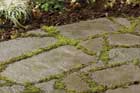 stepping plants