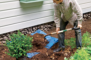 man planting dwarf shrubs to protect his foundation