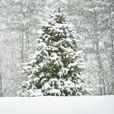 in the right areas a live tree is a great option for holiday decorating
