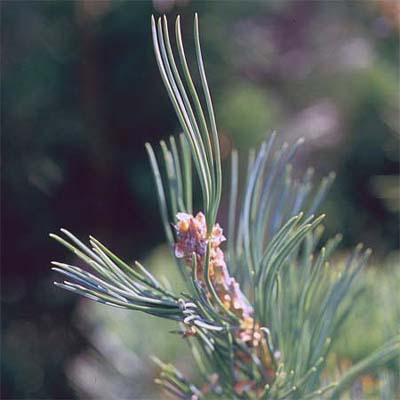 leaves of shortleaf pine tree
