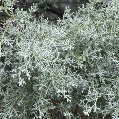 Arizona Cypress