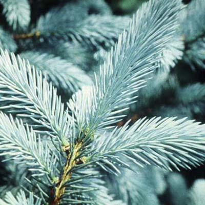 blue spruce