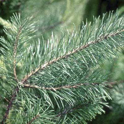 Scotch Pine