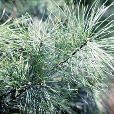 White Pine