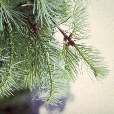 Concolor fir