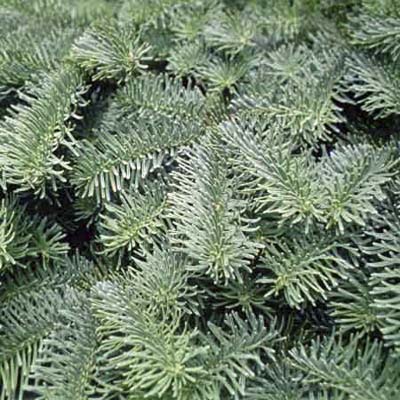 Noble fir