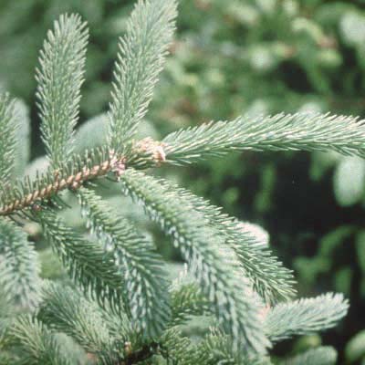 White Spruce