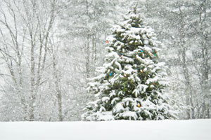 live christmas trees as an option for holiday decorating