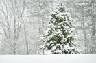 live christmas trees as an option for holiday decorating