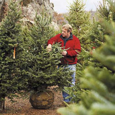  Cooks  on Cooks Christmas Tree Farm By Thorsten