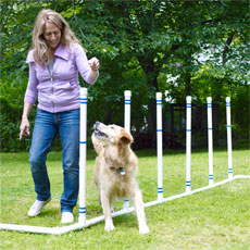 woman helping her dog through weave poles