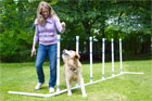 how to build a pet agility course